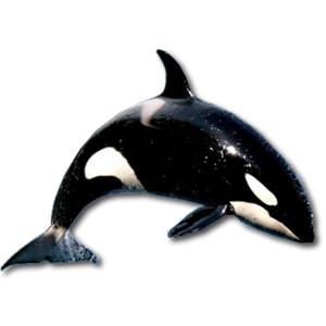 Killer whale PNG-71274